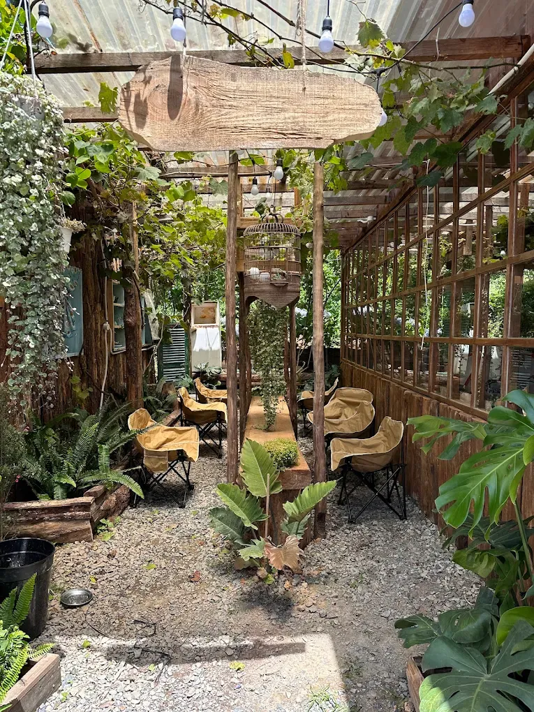 Cafe Trong Rừng Mimosa - ảnh 2